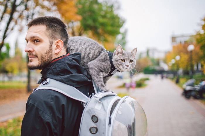 Como chamar a atenção de um gato em 7 etapas simples - 01