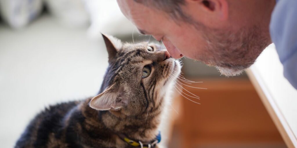 Como chamar a atenção de um gato em 7 etapas simples - 03