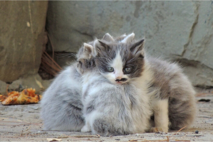 Como cuidar de gatos selvagens - 01