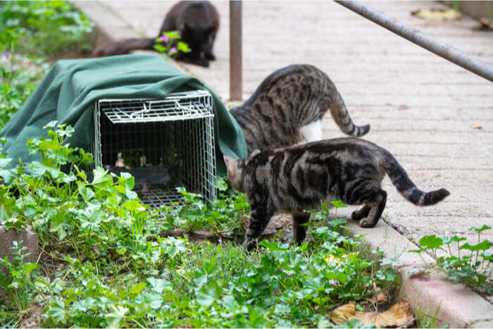 Como cuidar de gatos selvagens - 02