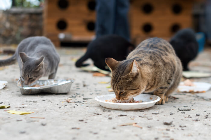 Como cuidar de gatos selvagens - 03