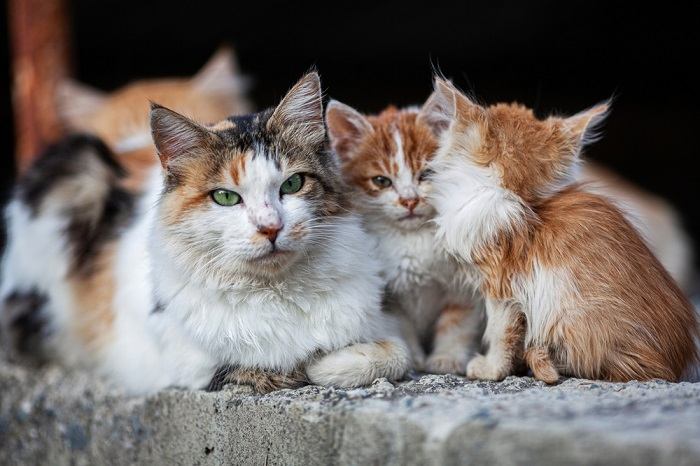 Como é chamado um grupo de gatos - 03