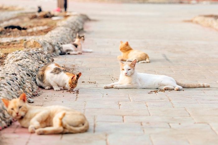 Como é chamado um grupo de gatos - 04