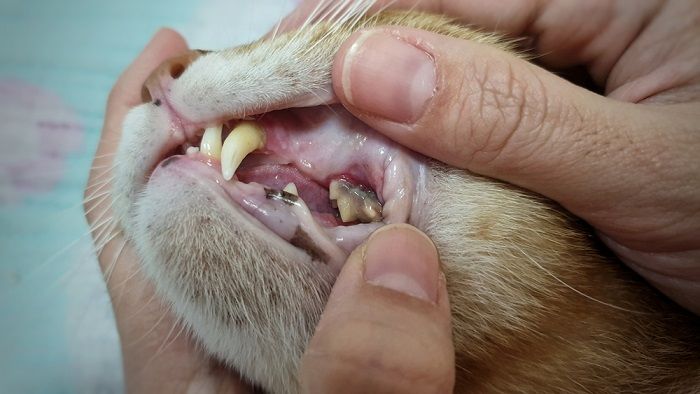 Como escovar os dentes do seu gato - 01