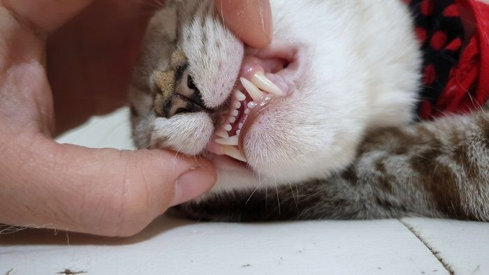 Como escovar os dentes do seu gato - 07