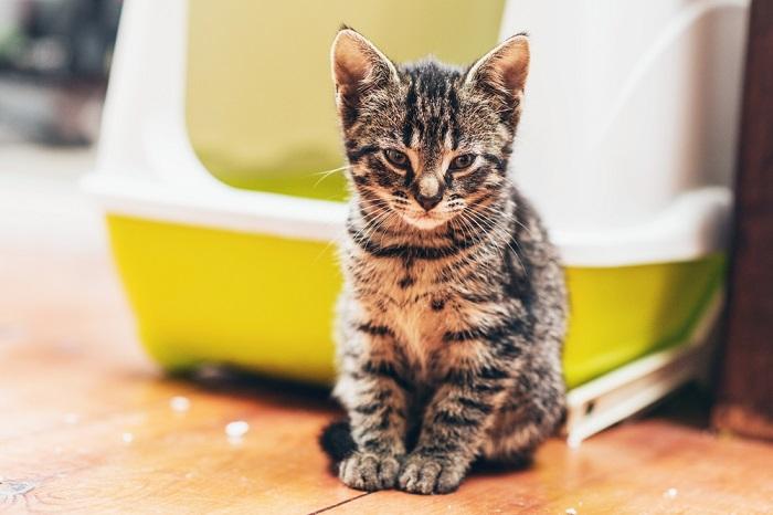 Como impedir que um gato faça xixi no tapete - 03