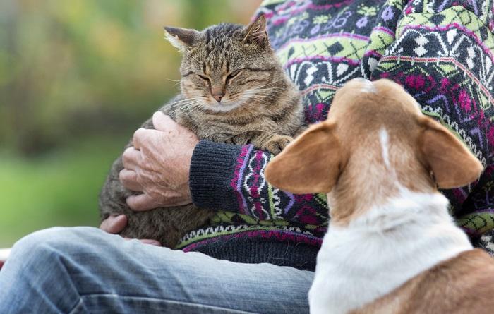 Como impedir que um gato faça xixi no tapete - 04