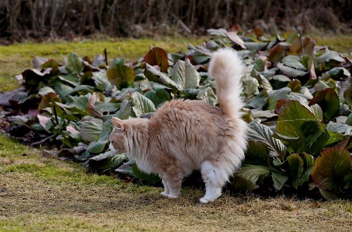 Como impedir que um gato faça xixi no tapete - 07