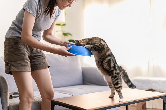 Como mudar de comida de gato úmida para seca - 01