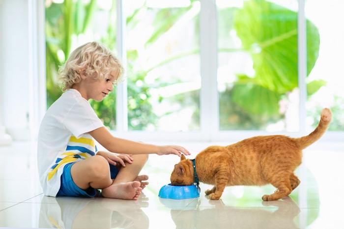 Como mudar de comida de gato úmida para seca - 02