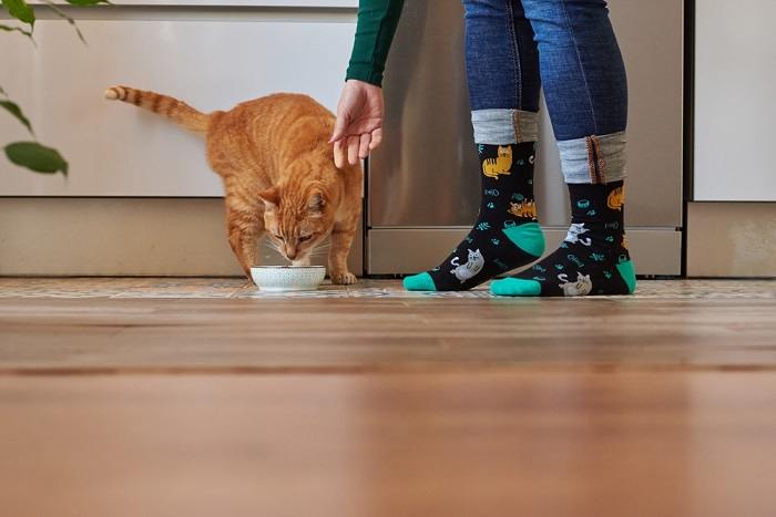 Como mudar de comida de gato úmida para seca - 03