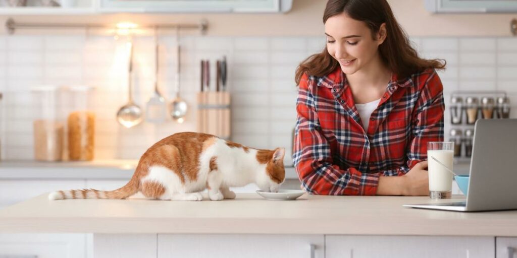 Como mudar de comida de gato úmida para seca - 04