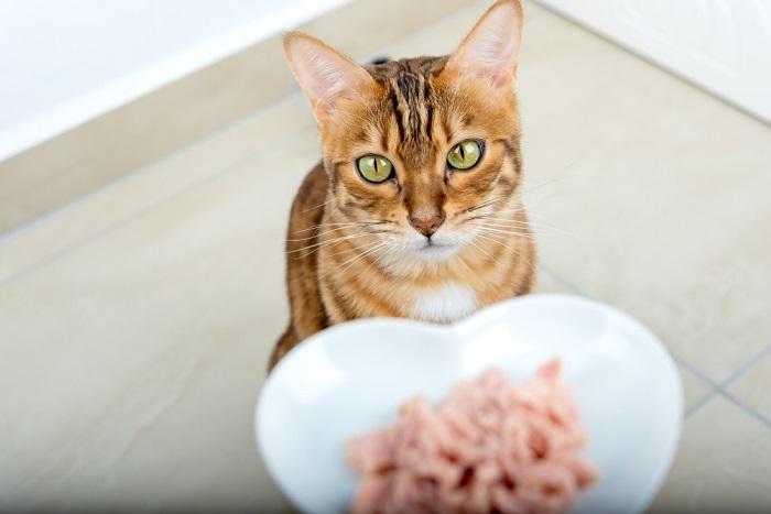 Como mudar de comida de gato úmida para seca - 06