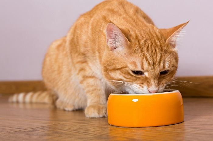 Como mudar de comida de gato úmida para seca - 07