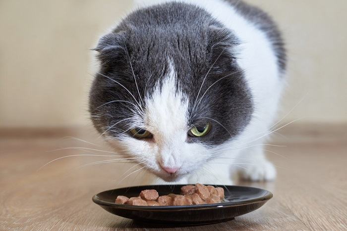 Como mudar de comida de gato úmida para seca - 09