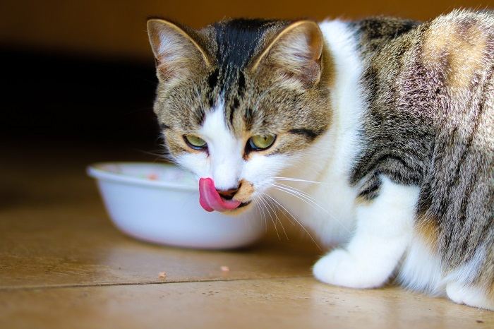 Como mudar de comida de gato úmida para seca - 10