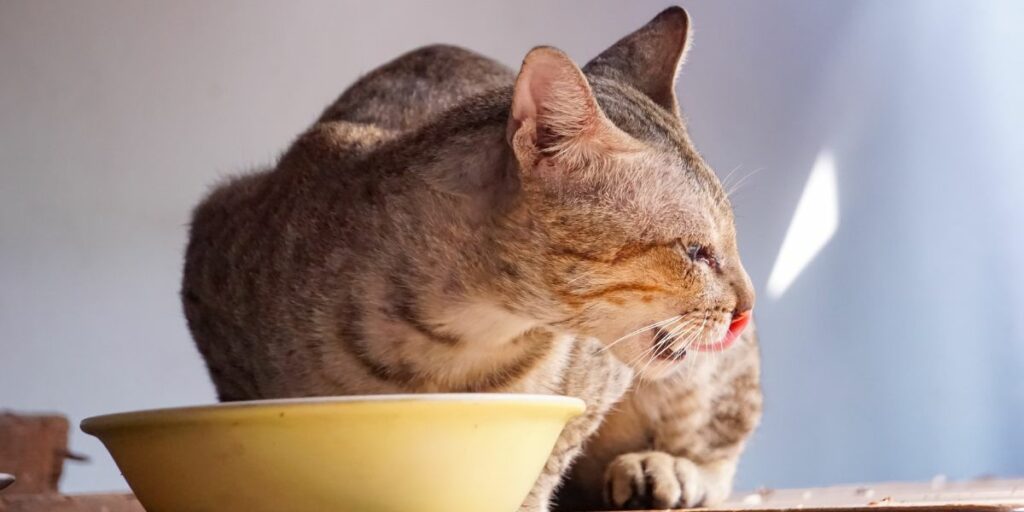 Como mudar de comida de gato úmida para seca - 11