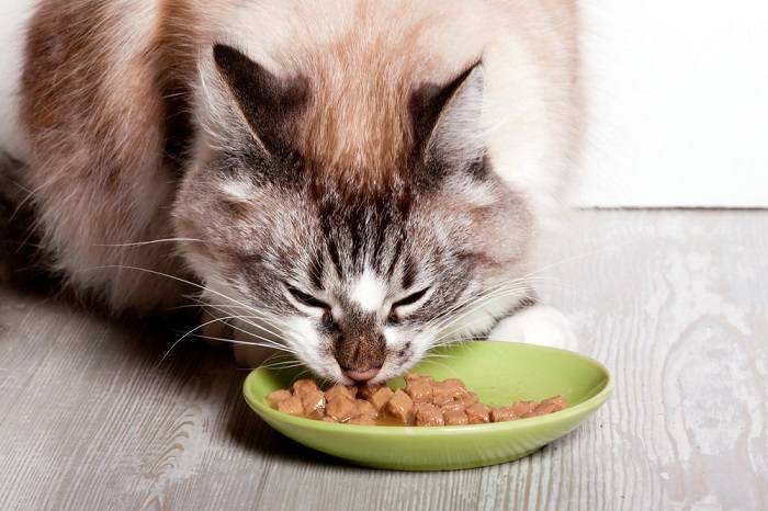 Como mudar de comida de gato úmida para seca - 12