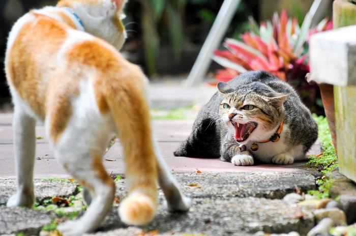 Como saber qual gato é dominante - 05