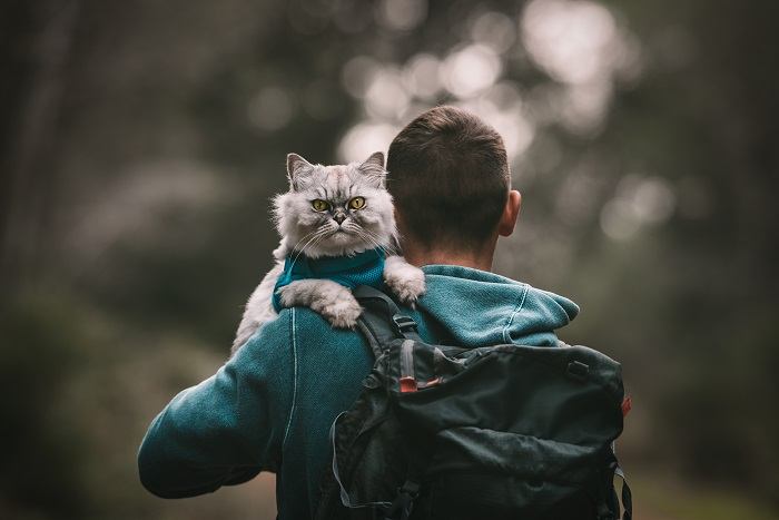 Como segurar um gato sem ser arranhado - 05