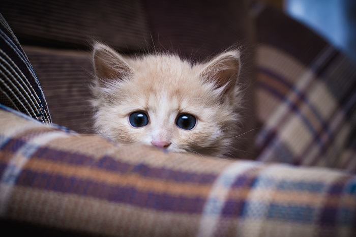 Como socializar um gatinho - 09