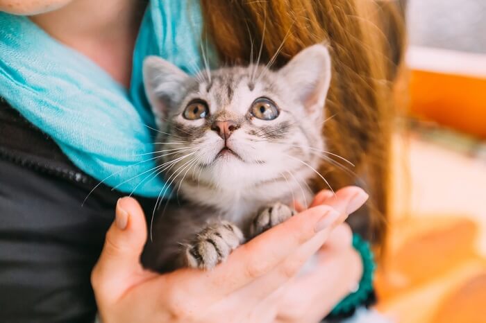 Como socializar um gatinho - 10