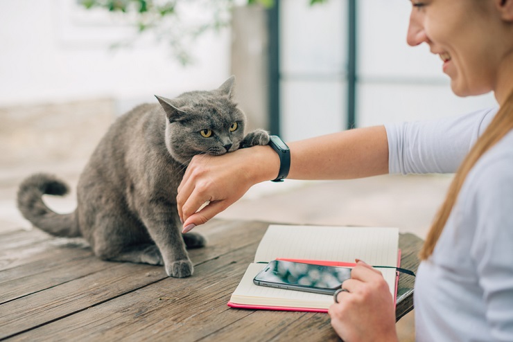 Como treinar seu gato para não morder - 02