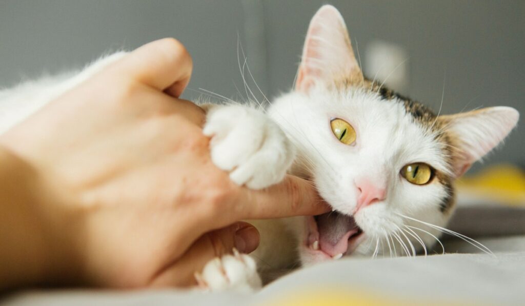 Como treinar seu gato para não morder - 03