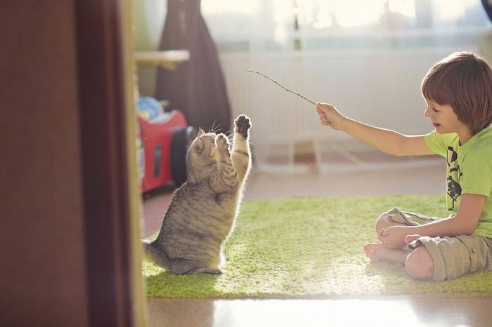 Como treinar seu gato para não morder - 09