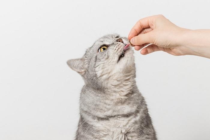 Como treinar seu gato para não morder - 11