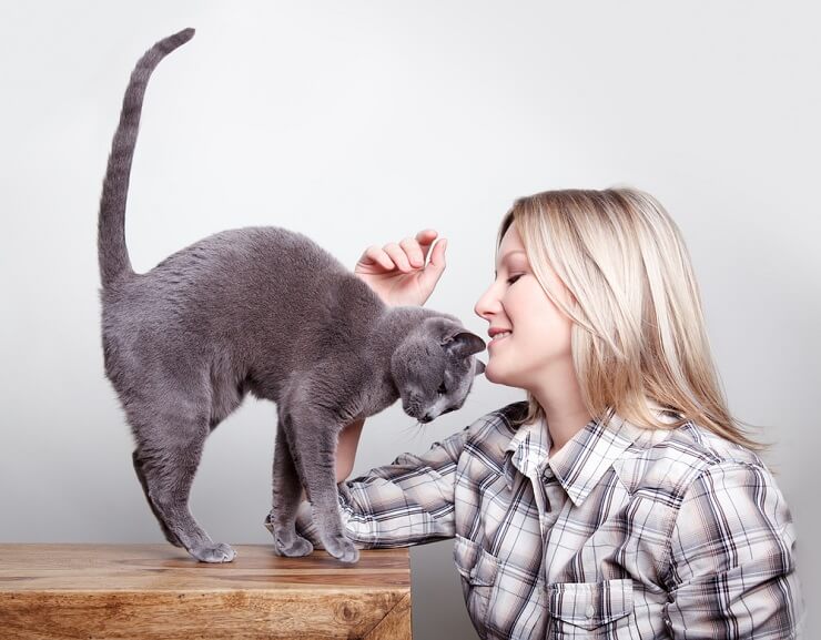 Como treinar seu gato para não morder - 12