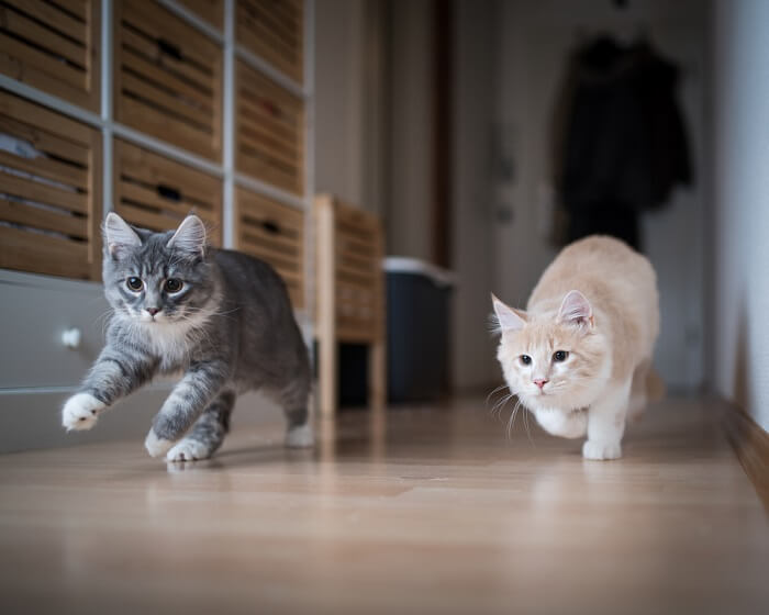 Como treinar seu gato para não morder - 13