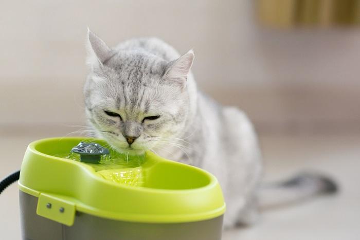 Como treinar um gato para usar uma fonte de água - 01