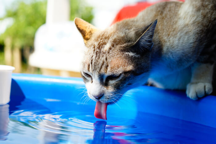 Como treinar um gato para usar uma fonte de água - 06