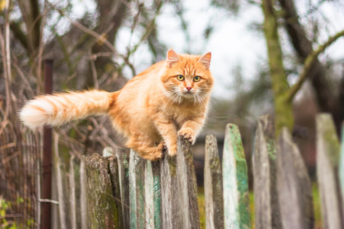 Devo Deixar Meu Gato Fora de Casa - 02