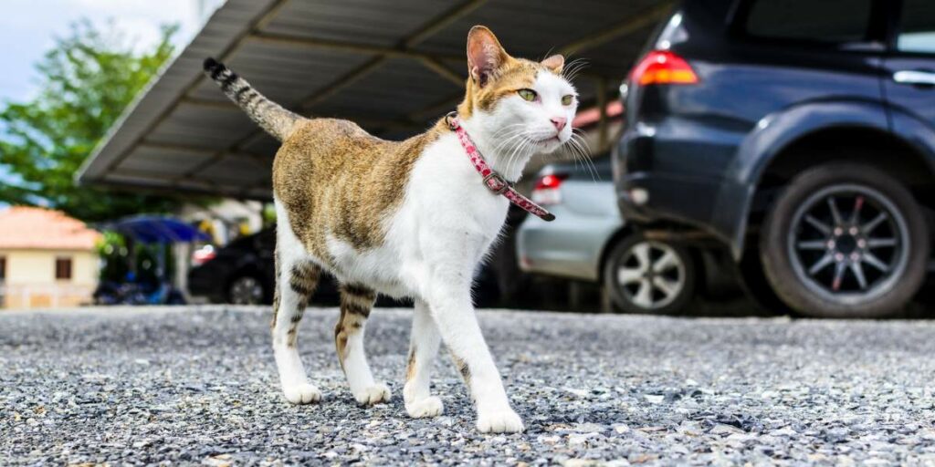 Devo falar com meu gato através de uma câmera - 01