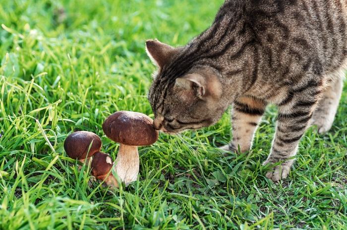 Gatos podem comer cogumelos - 01