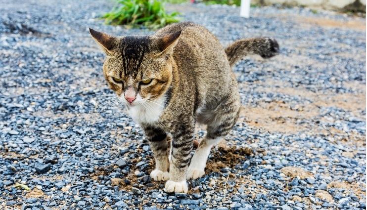 Como se livrar do cheiro de xixi de gato - 01