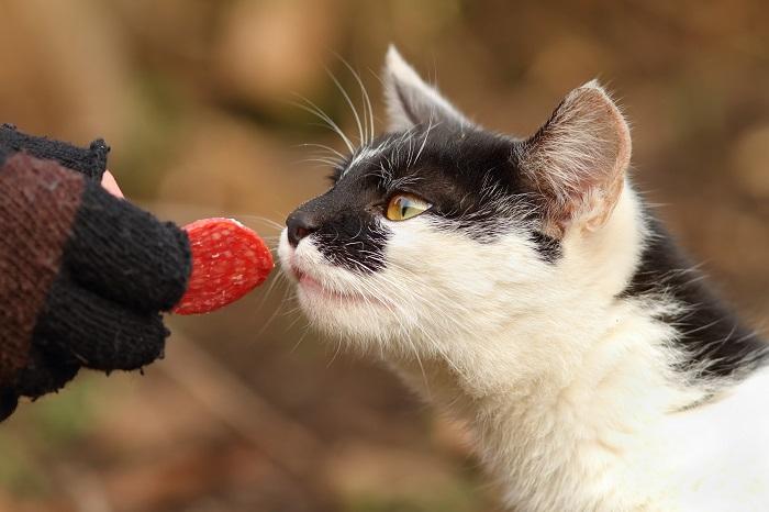 Gatos podem comer salame - 01