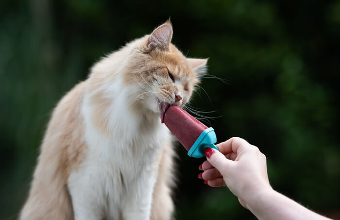 Gatos podem comer sorvete - 02