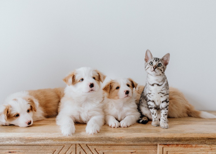 Gatos sentem ciúmes de cachorros - 02