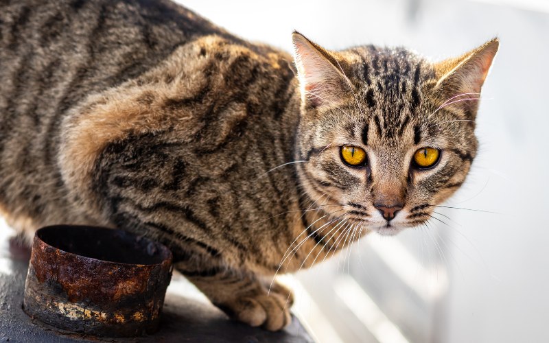 Identificando os 5 raças de gatos malhado - 03