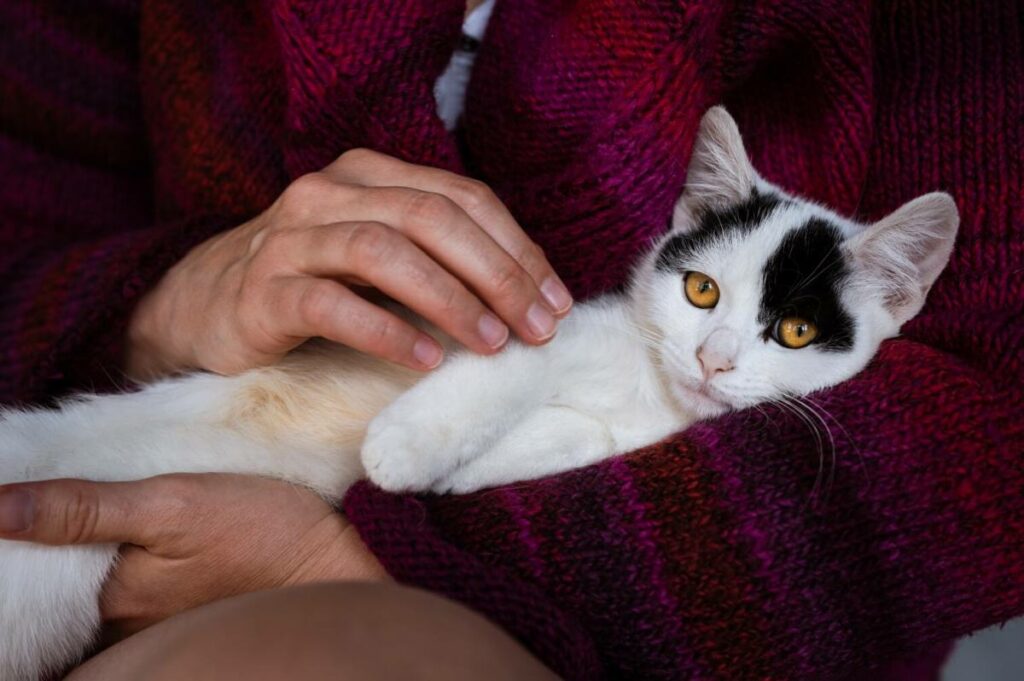 Meu gato pensa que sou a mãe dele - 02