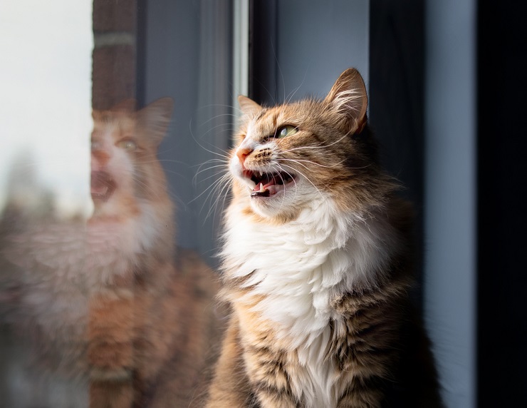 Meu gato quer sair e não para de miar - 09