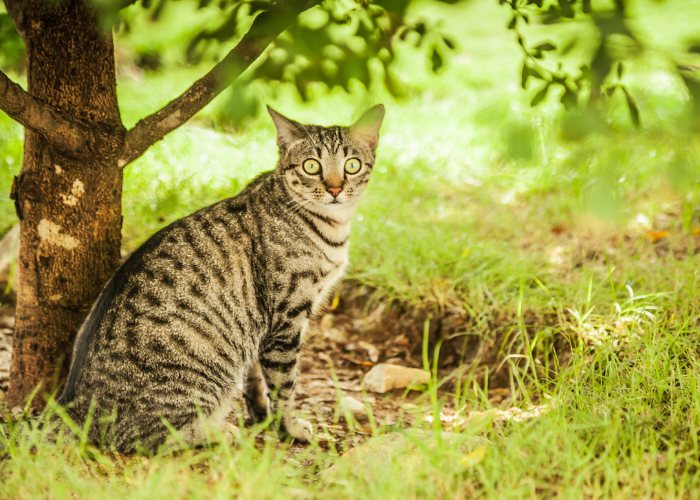 O que fazer se o seu gato de interior sair de casa - 02