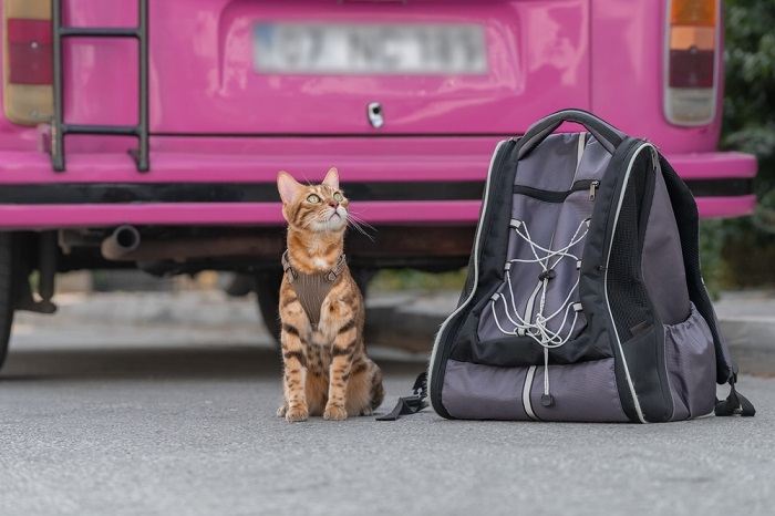 O que fazer se seu gato for atropelado por um carro - 01