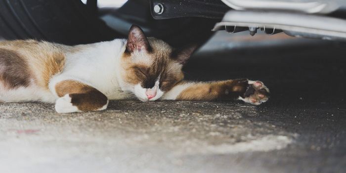 O que fazer se seu gato for atropelado por um carro - 02