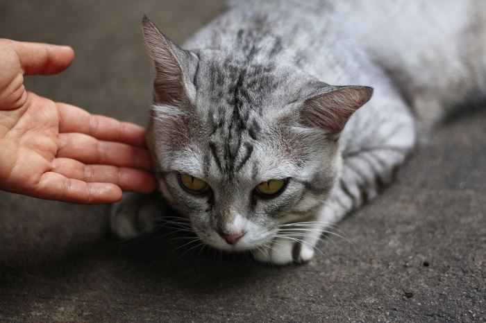 O que fazer se seu gato for atropelado por um carro - 03