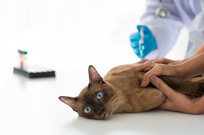 O que fazer se seu gato for atropelado por um carro - 08