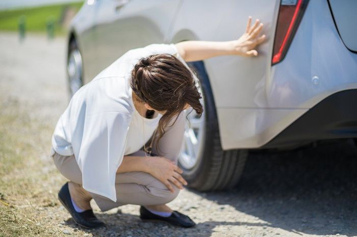 O que fazer se seu gato for atropelado por um carro - 13